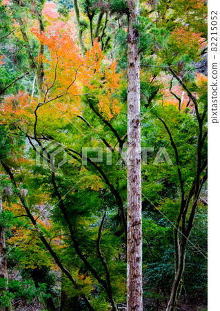 Autumn leaves in Minoh Autumn leaves in Minoh 82215052