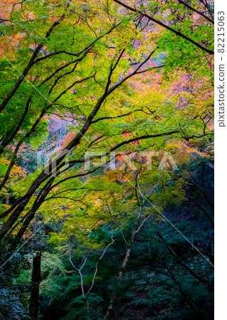 Autumn leaves in Minoh Autumn leaves in Minoh 82215063