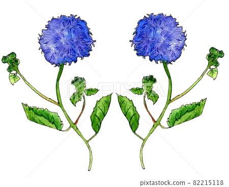 Ageratum simple watercolor illustration hand drawn Ageratum simple watercolor illustration hand drawn 82215118