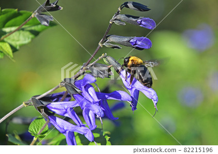 Kimunekumabachi perching on Salvia Guaranichika 82215196