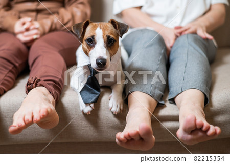 A cute dog Jack Russell Terrier is wearing a tie and sitting with two women on the couch A cute dog Jack Russell Terrier is wearing a tie and sitting with two women on the couch 82215354