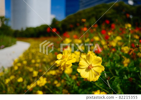 Yellow kibana cosmos blooming in the flower field 82215355