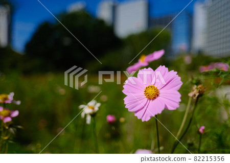 Pink cosmos blooming in the flower field 82215356