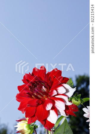 達利亞盛開 達利亞盛開 82215414