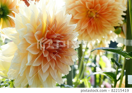 達利亞盛開 82215419