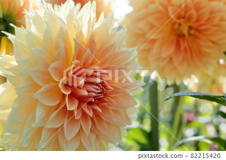 達利亞盛開 82215420