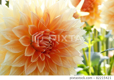 達利亞盛開 82215421