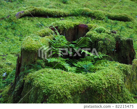 白山神社樹樁苔 82215475