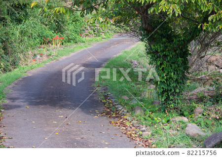 樹葉包裹的樹木和斜坡《靜岡縣》 82215756