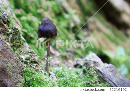 Cute black mushroom 82216192