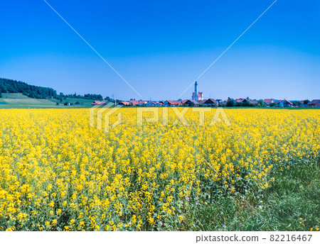 German Baroque Highway Steinhausen Rape blossoms, Peter's Church and village German Baroque Highway Steinhausen Rape blossoms, Peter's Church and village 82216467