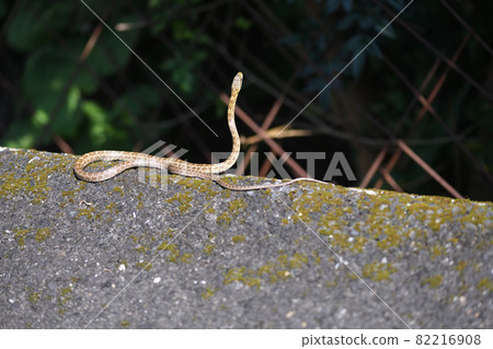 Autumn snake 82216908