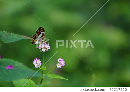 Sakahachicho and Polygonum thunbergii flowers Sakahachicho and Polygonum thunbergii flowers 82217230