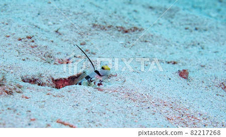 【水下攝影】我在石垣島海裡遇見的五顏六色的魚,充當守望者的長鰭鰤 【水下攝影】我在石垣島海裡遇見的五顏六色的魚,充當守望者的長鰭鰤 82217268