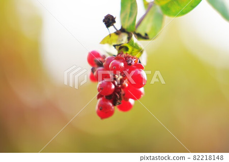 金銀花紅色果實 金銀花紅色果實 82218148