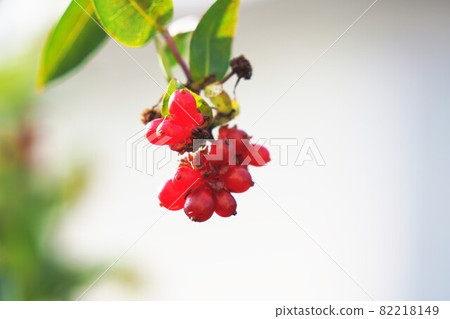 金銀花紅色果實 82218149