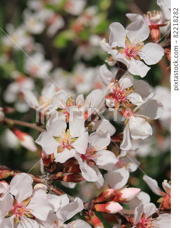 Yulium's flower 82218282