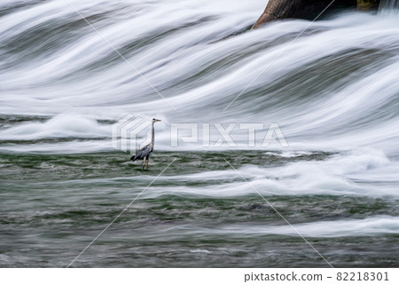 黃昏時分，流經白石堰的河水秀美，水鳥翩翩白鷺。 82218301