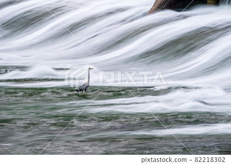 黃昏時分，流經白石堰的河水秀美，水鳥翩翩白鷺。 82218302