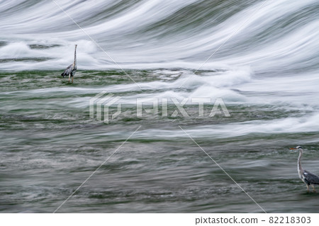 黃昏時分，流經白石堰的河水秀美，水鳥翩翩白鷺。 82218303