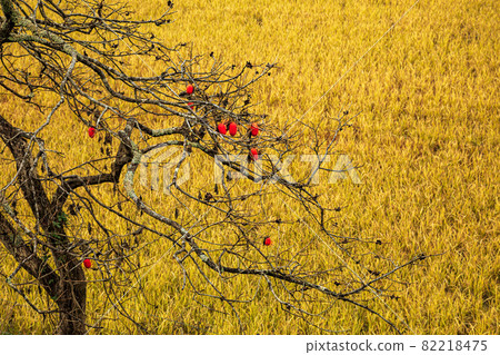 The green of the trees is also dyed red, let's feel the coolness of autumn and go to the mountains and rivers The green of the trees is also dyed red, let's feel the coolness of autumn and go to the mountains and rivers 82218475