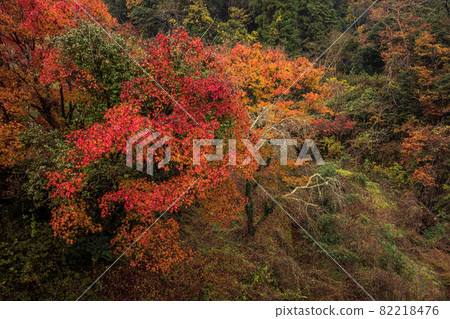 The green of the trees is also dyed red, let's feel the coolness of autumn and go to the mountains and rivers The green of the trees is also dyed red, let's feel the coolness of autumn and go to the mountains and rivers 82218476