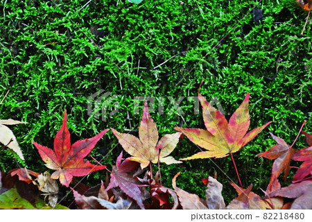 Autumn leaves of the Imperial Gorge 82218480