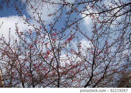 河津櫻花 河津櫻花 82219267