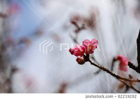 河津櫻花 河津櫻花 82219282