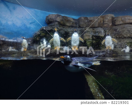 Valencia, Spain, oceanarium, penguins 82219301