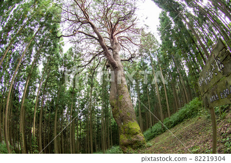 巨樹“唐笠松”岩手縣 82219304