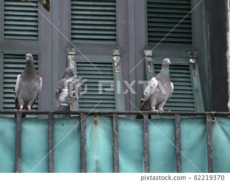 Pigeon in cinque terre liguria 82219370