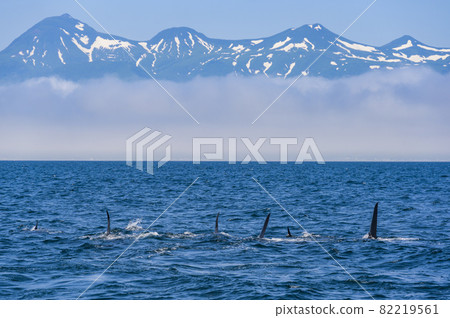 Shiretoko mountain range and flock of orca Shiretoko mountain range and flock of orca 82219561
