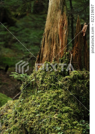 日本苔蘚神秘森林環境問題 日本苔蘚神秘森林環境問題 82219697