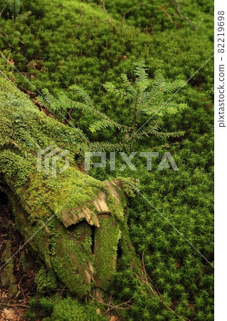 日本苔蘚神秘森林環境問題 日本苔蘚神秘森林環境問題 82219698