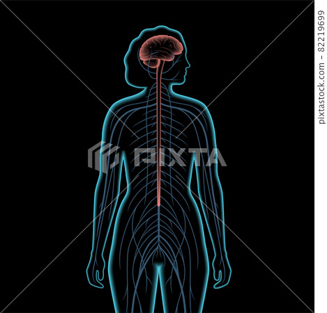 Central nervous system Central nervous system 82219699