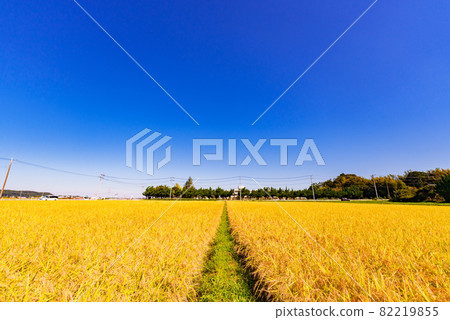 水稻耕作稻田金黃色【秋意豐收】 82219855
