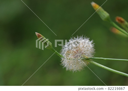 貓耳菊 貓耳菊 82219867