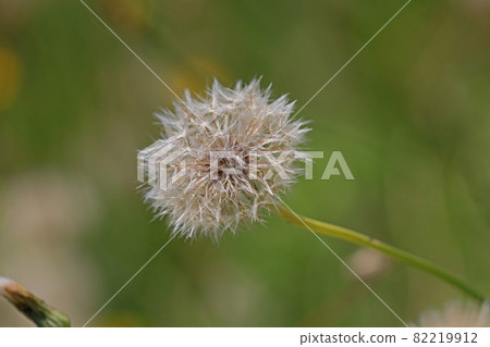 Butana Butana 82219912