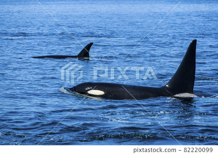 Orca off the coast of Rausu, Hokkaido 82220099