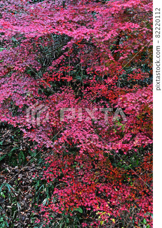 Autumn leaves of the Imperial Gorge 82220112