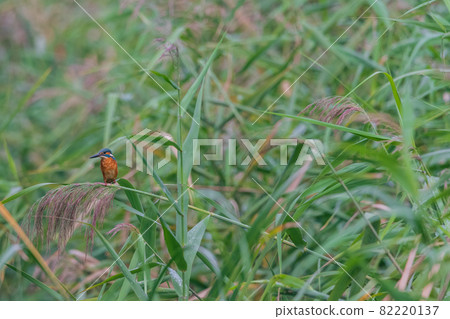Kingfisher bird landscape material Kingfisher bird landscape material 82220137