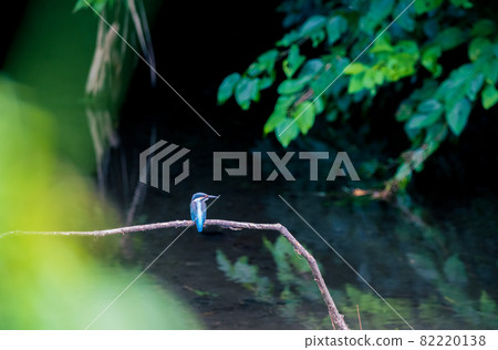 Kingfisher bird landscape material Kingfisher bird landscape material 82220138