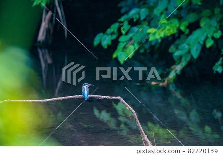 Kingfisher bird landscape material Kingfisher bird landscape material 82220139