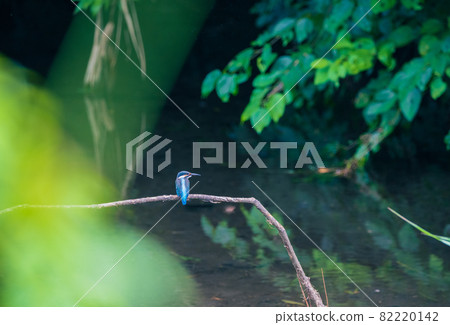 Kingfisher bird landscape material 82220142