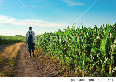 Caucasian calm male maize grower in overalls walks along corn field with tablet pc in his hands 82220374
