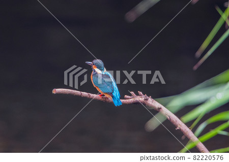 翠鳥優質特寫景觀素材 翠鳥優質特寫景觀素材 82220576