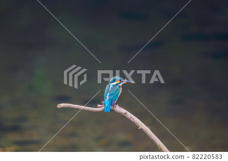 Kingfisher high quality close-up landscape material 82220583