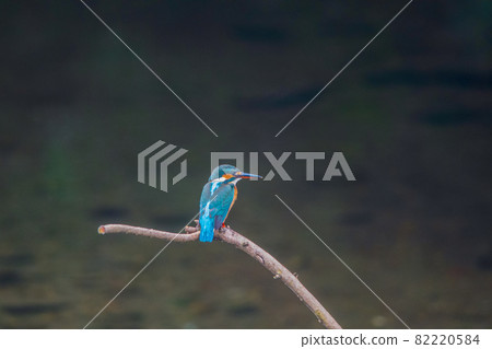Kingfisher high quality close-up landscape material 82220584