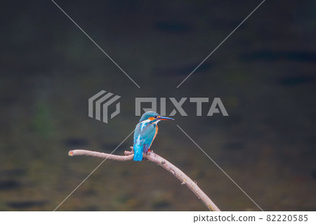 Kingfisher high quality close-up landscape material 82220585
